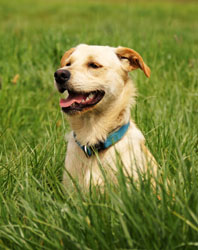 Hundebetreuung Friedrichshain 1